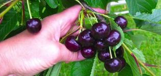 Descrição da variedade e características da cereja Raditsa, cultivo e cuidado