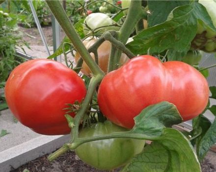 Caratteristiche e descrizione della varietà di pomodoro Russian Bogatyr
