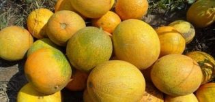 Description of the Lada melon variety, features of cultivation and care