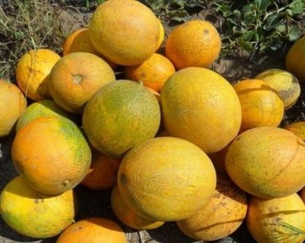 Описание на сорта пъпеш Lada, особеностите на отглеждането и грижите