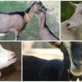 Purpose of earrings on the neck of a goat and what breeds have them