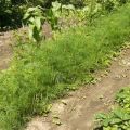 Описание на разнообразието от копър Аврора, особености на отглеждането и грижите