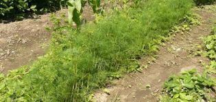 Descripción de la variedad de eneldo Aurora, características de cultivo y cuidado.