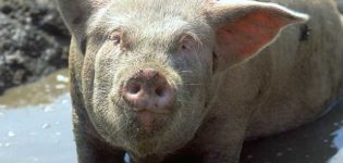 The causative agent and symptoms of dysentery in pigs, methods of treatment and prevention