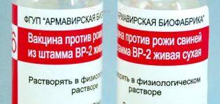 Instruktioner til anvendelse af vaccinen mod erysipelas hos svin, bivirkninger og kontraindikationer
