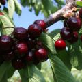 وصف وخصائص صنف الكرز Odrinka والغرس والرعاية