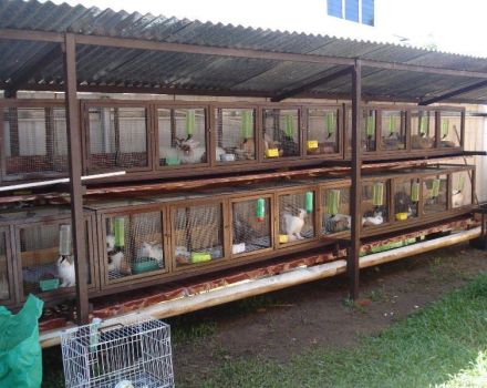 Rules for breeding and keeping rabbits from scratch at home