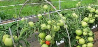 Descrição da variedade de tomate Cypress, suas características e rendimento