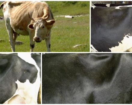 Où est la fosse de la vache et son échelle d'évaluation, massage maklok
