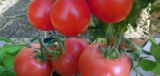 Die besten und produktivsten Tomatensorten für Weißrussland im Gewächshaus und auf freiem Feld