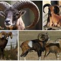 Beschreibung und Lebensräume von Mufflon-Widder, ob sie zu Hause gehalten werden