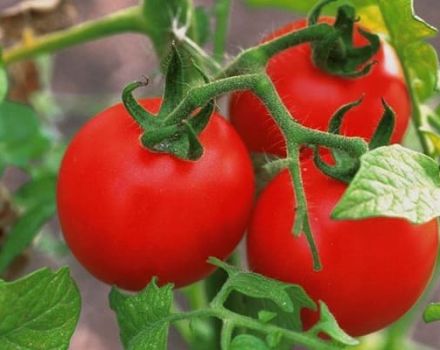Description of the tomato variety Lily Marlene and its characteristics