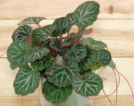 Pflanzen und Pflegen von Raumsaxifrage zu Hause