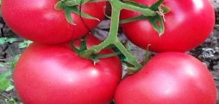 Descrição da variedade de tomate Griffin f1, suas características e cultivo