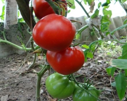 Beskrivelse av tomatvarianten North Queen, trekk ved dyrking og stell