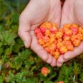 Како узгајати малине из семенки код куће, садњу и нези