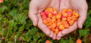 Wie man Moltebeeren aus Samen zu Hause züchtet, pflanzt und pflegt