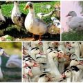 How many mulards grow at home, at what age and weight to score