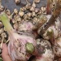 Описание на сорта сибирски гигантски чесън, особености на отглеждането и грижите