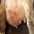 Causes and symptoms of catarrhal mastitis in cows, treatment and prevention