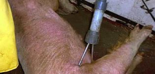 Types of paralyzers for pigs and how to do it yourself at home