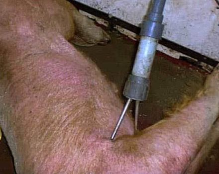 Τύποι παραλυτικών για τους χοίρους και πώς να το κάνετε μόνοι σας στο σπίτι