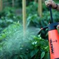 Как правилно да пръскате и обработвате доматите с борна киселина