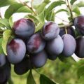 Γιατί ένα δαμάσκηνο μπορεί να μην αποφέρει καρπούς και τι να κάνει, πώς να το ανθίσει