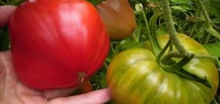 Beskrivelse av tomatvarianten Bear i nord, trekk ved dyrking og stell