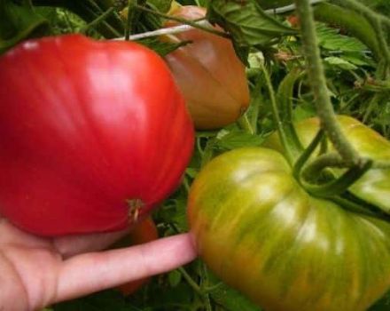 Description of the tomato variety Bear in the north, features of cultivation and care