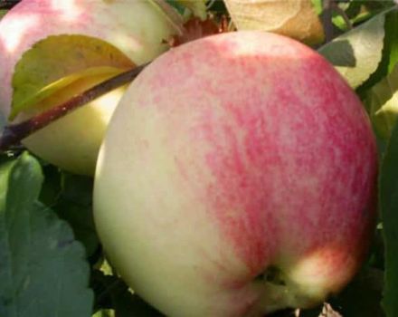 Description of the apple variety Chosen and origin, advantages and disadvantages
