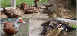 Опис и карактеристике пасмине ред булл, узгој и нега