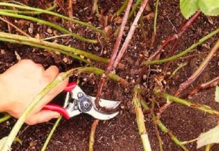 Cách cắt tỉa mâm xôi vào mùa hè tháng 7 đúng cách để mùa màng bội thu