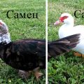 How to distinguish a duck from a drake at home, sex determination methods