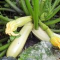 Beschreibung der Kavili-Zucchini-Sorte, Anbaumerkmale und Ertrag