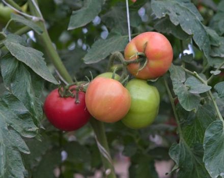 Descrição da variedade de tomate Primavera do Norte, seu cultivo e rendimento
