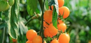 Beschreibung der Tomatensorte Gelbe Kappe, ihre Eigenschaften und Ertrag