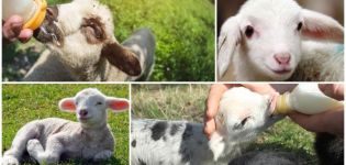 Како пити јање без овце код куће, шему храњења
