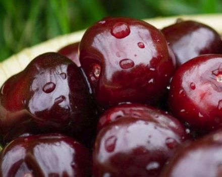 Reasons why cherries do not bear fruit and what to do for treatment