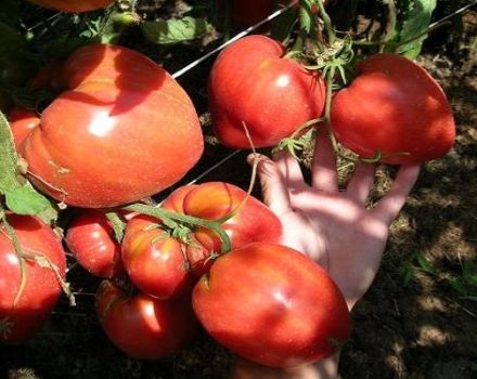 Domates çeşidinin tanımı Mucize Altay, yetiştirme ve bakımın özellikleri