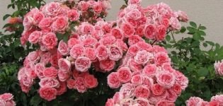 Περιγραφή των ποικιλιών τριαντάφυλλων floribunda, φύτευσης και φροντίδας στο ανοιχτό πεδίο για αρχάριους