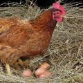 Powody, dla których kurczaki nie znoszą i co zrobić, aby uzyskać lepszą produkcję jaj