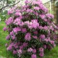 Beschreibung und Eigenschaften des Daursky-Rhododendrons, Pflanzung und Pflege