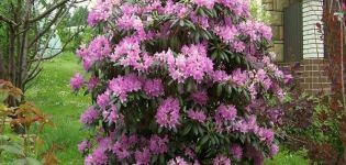 Description and characteristics of the Daursky rhododendron, planting and care