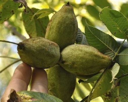 תיאור המאפיינים של אגוז לנקסטר, שתילה וטיפול