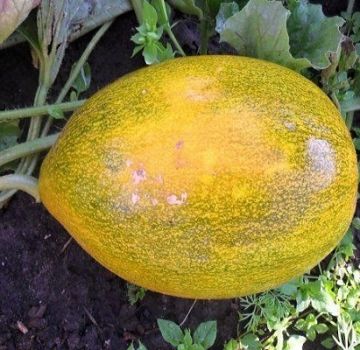 Methoden zur Bekämpfung von Melonenkrankheiten, deren Behandlung und Verarbeitung, Gefahr für den Menschen