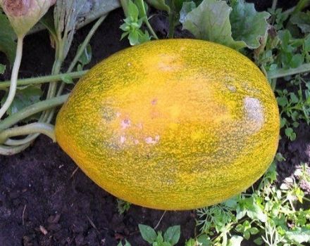 طرق مكافحة أمراض البطيخ وعلاجها ومعالجتها وخطرها على الإنسان
