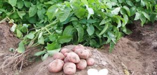 Description of the Slavyanka potato variety, features of cultivation and care