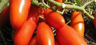 Características y descripción de la variedad de tomate Gazpacho, su rendimiento
