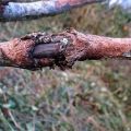 Шта урадити за лечење рака јабуке, мере контроле и отпорне сорте